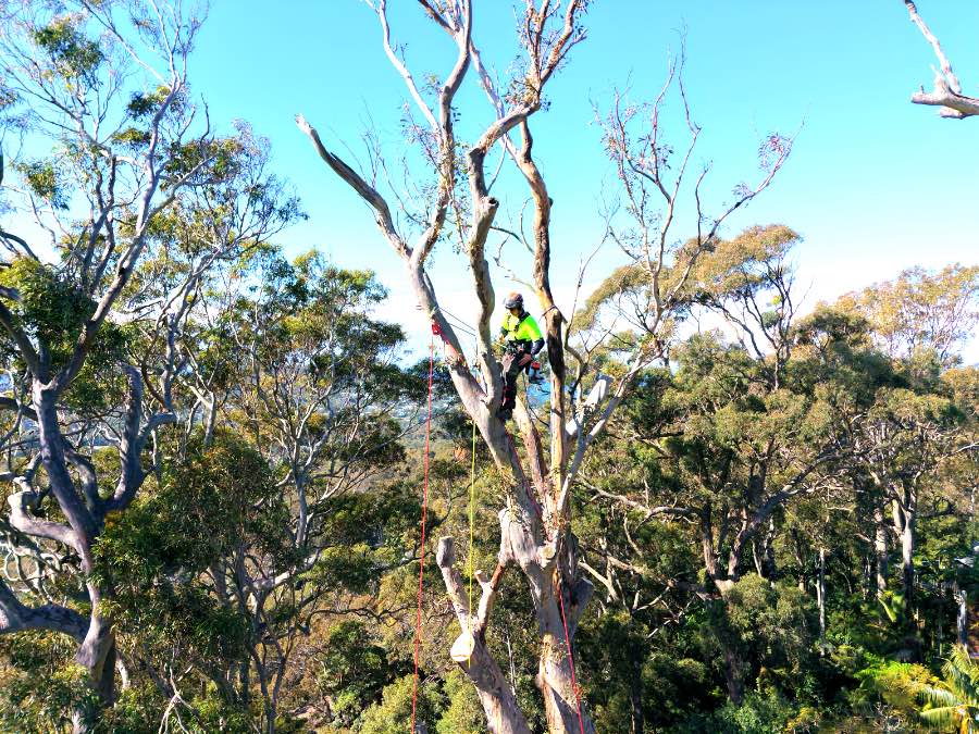 Arborists reducing a lightning-damaged spotted gum into a habitat tree at Avalon Beach on the Northern Beaches
