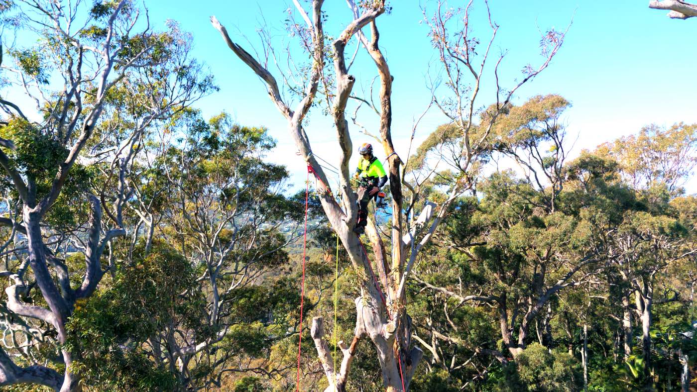 Drone view of arborists working on a lightning-damaged spotted gum in Avalon Beach