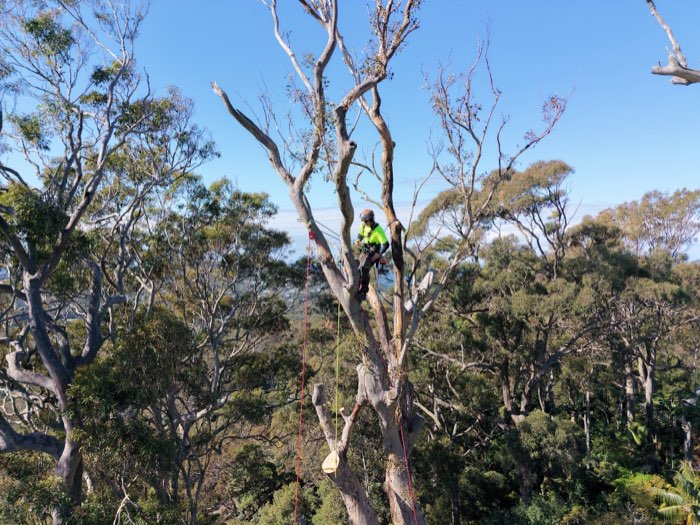 Arborists reducing a lightning-damaged spotted gum into a habitat tree at Avalon Beach on the Northern Beaches