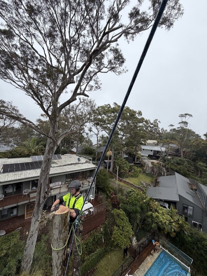 Arborist reducing the canopy of a spotted gum above neighbouring gardens in Avalon Beach