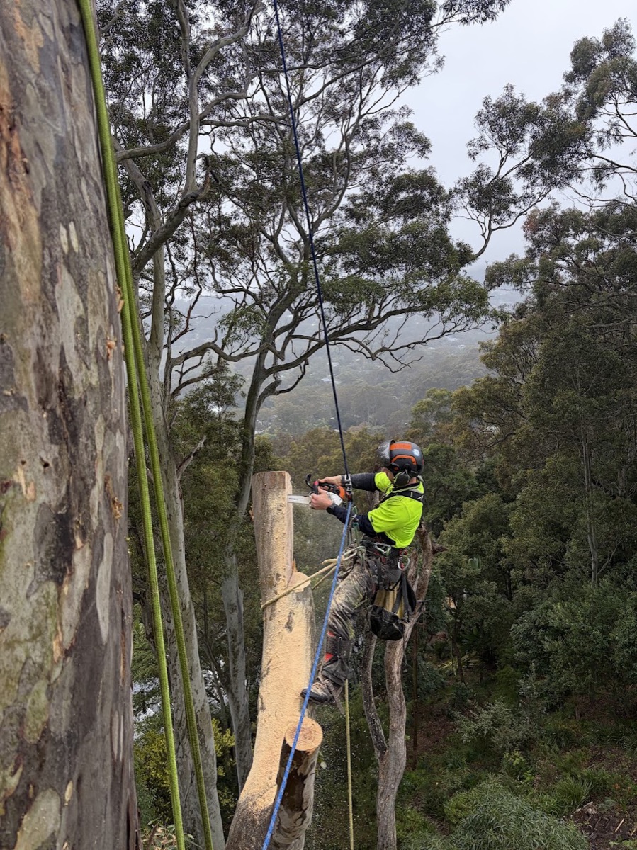 Arborist carrying out habitat pruning on a declining tree in Avalon Beach