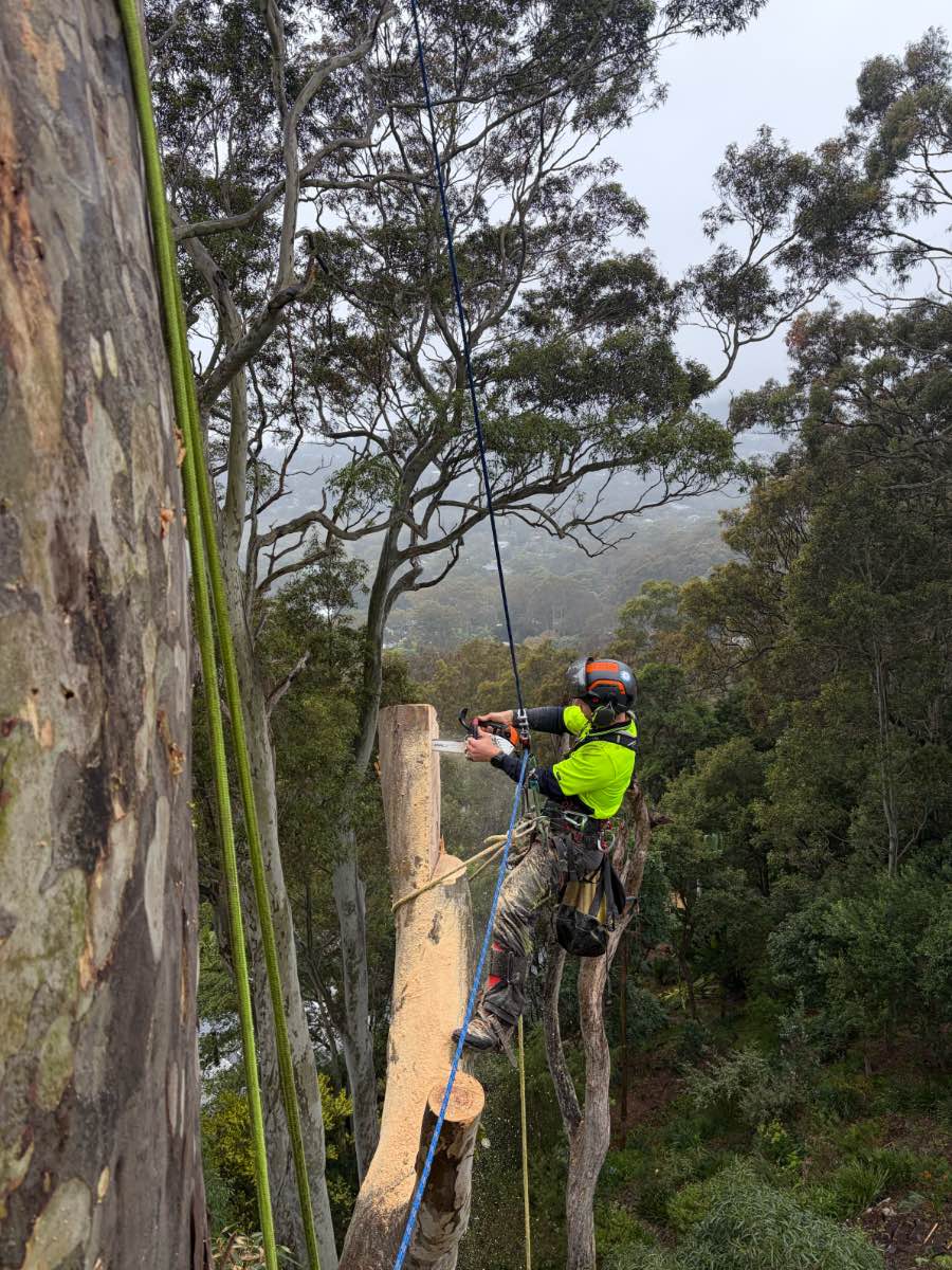 Arborist carrying out habitat pruning on a declining tree in Avalon Beach