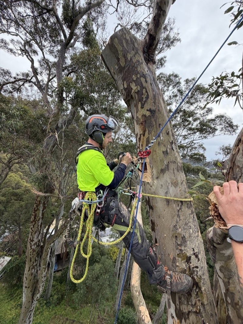 Arborist rigging and lowering a limb from a spotted gum during habitat pruning in Avalon Beach