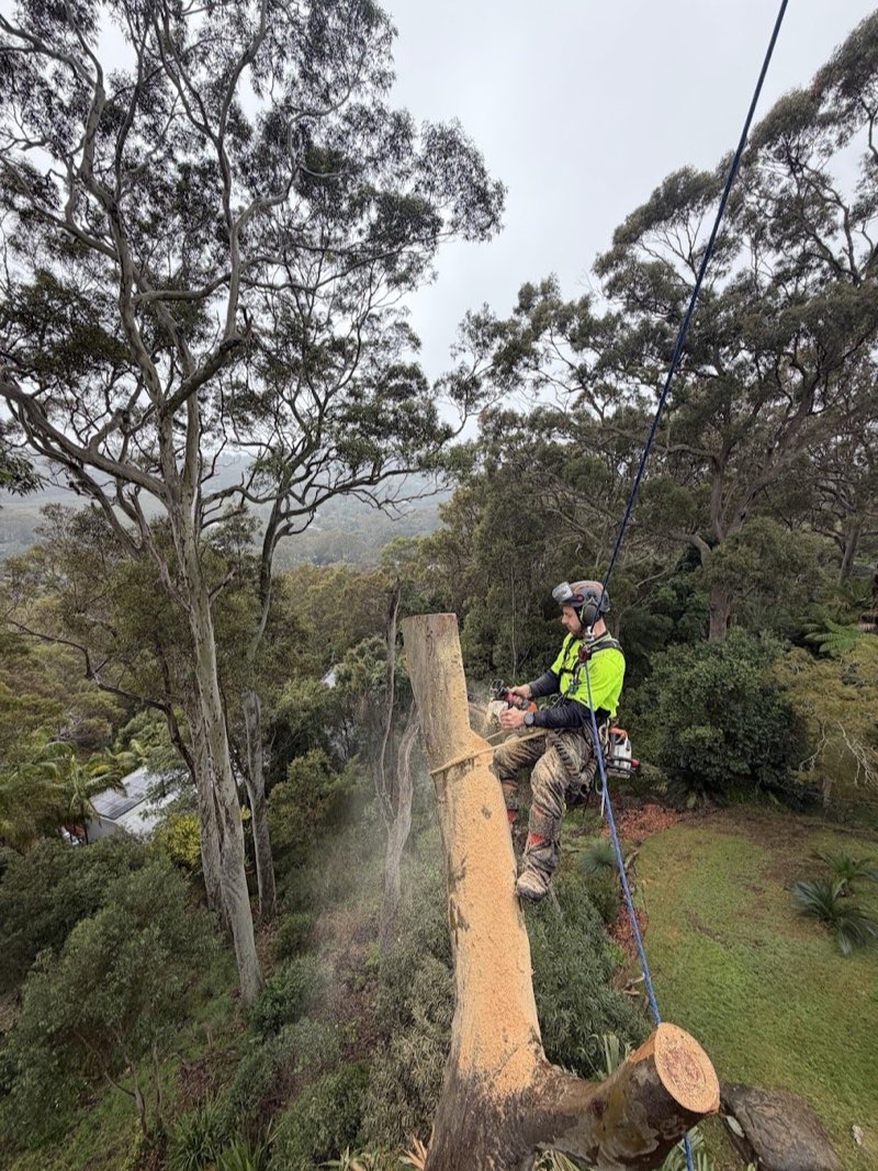 Arborist cutting back the outer canopy of a spotted gum during habitat pruning, Avalon Beach
