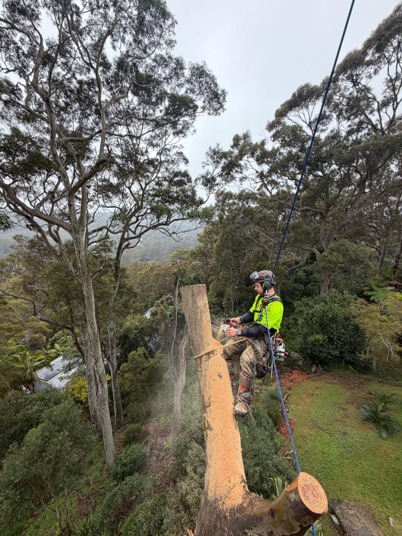 Arborist cutting back the outer canopy of a spotted gum during habitat pruning, Avalon Beach