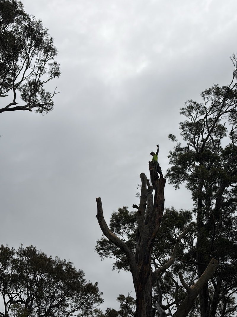 Arborist near the top of the spotted gum during habitat pruning in Avalon Beach