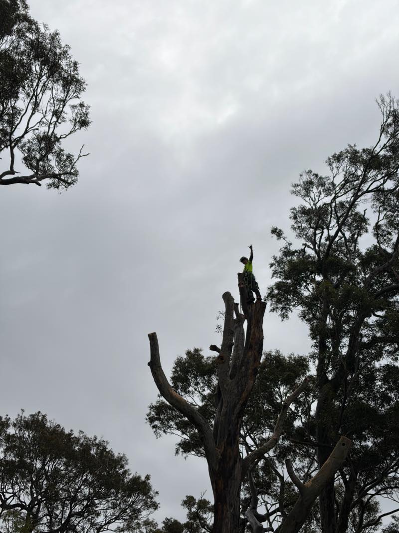 Arborist near the top of the spotted gum during habitat pruning in Avalon Beach