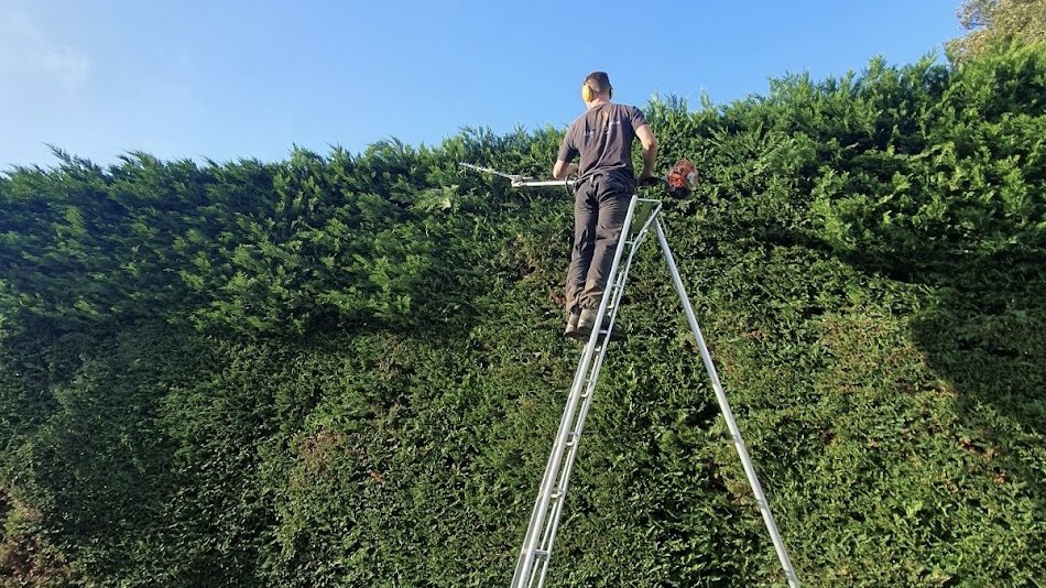 Hedge trimming in Collaroy, Northern Beaches