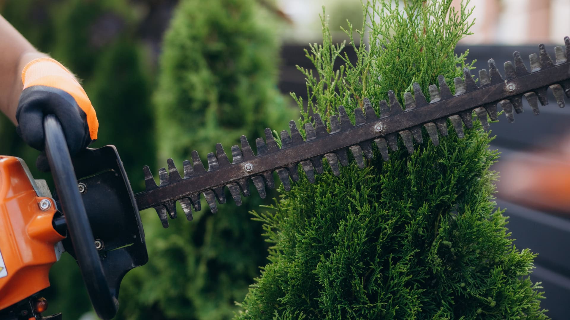 Hedge trimming Northern Beaches