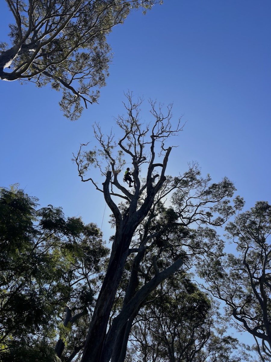 Arborist working high in the crown of a large gum in Avalon