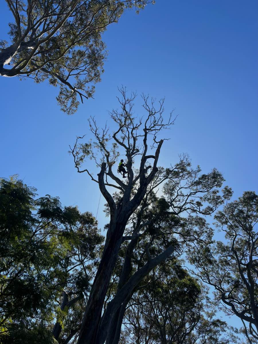 Arborist working high in the crown of a large gum in Avalon