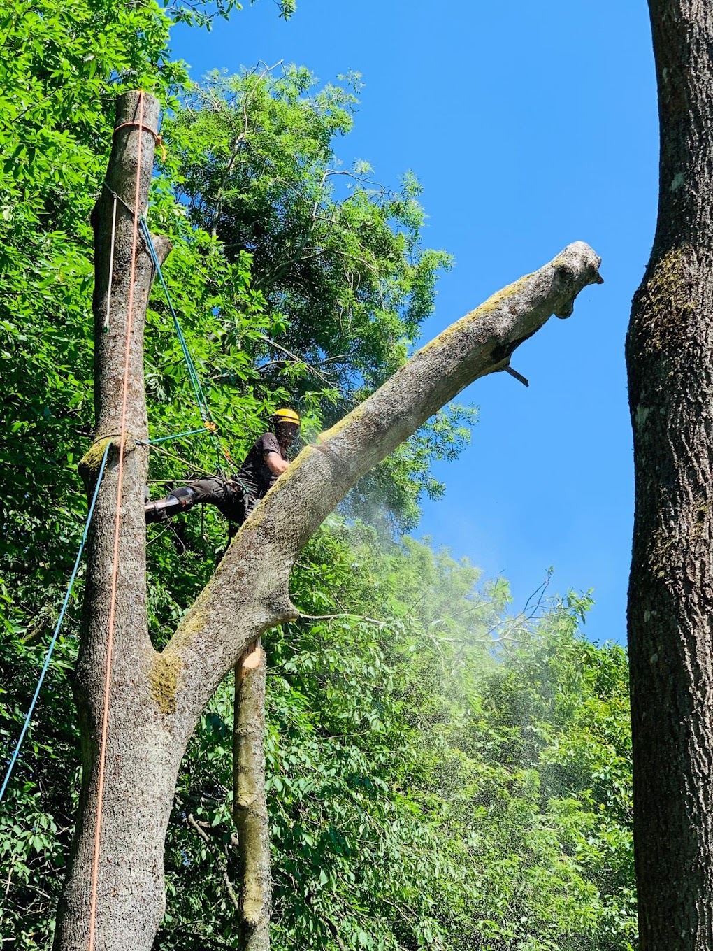 Large tree removal arborist Northern Beaches