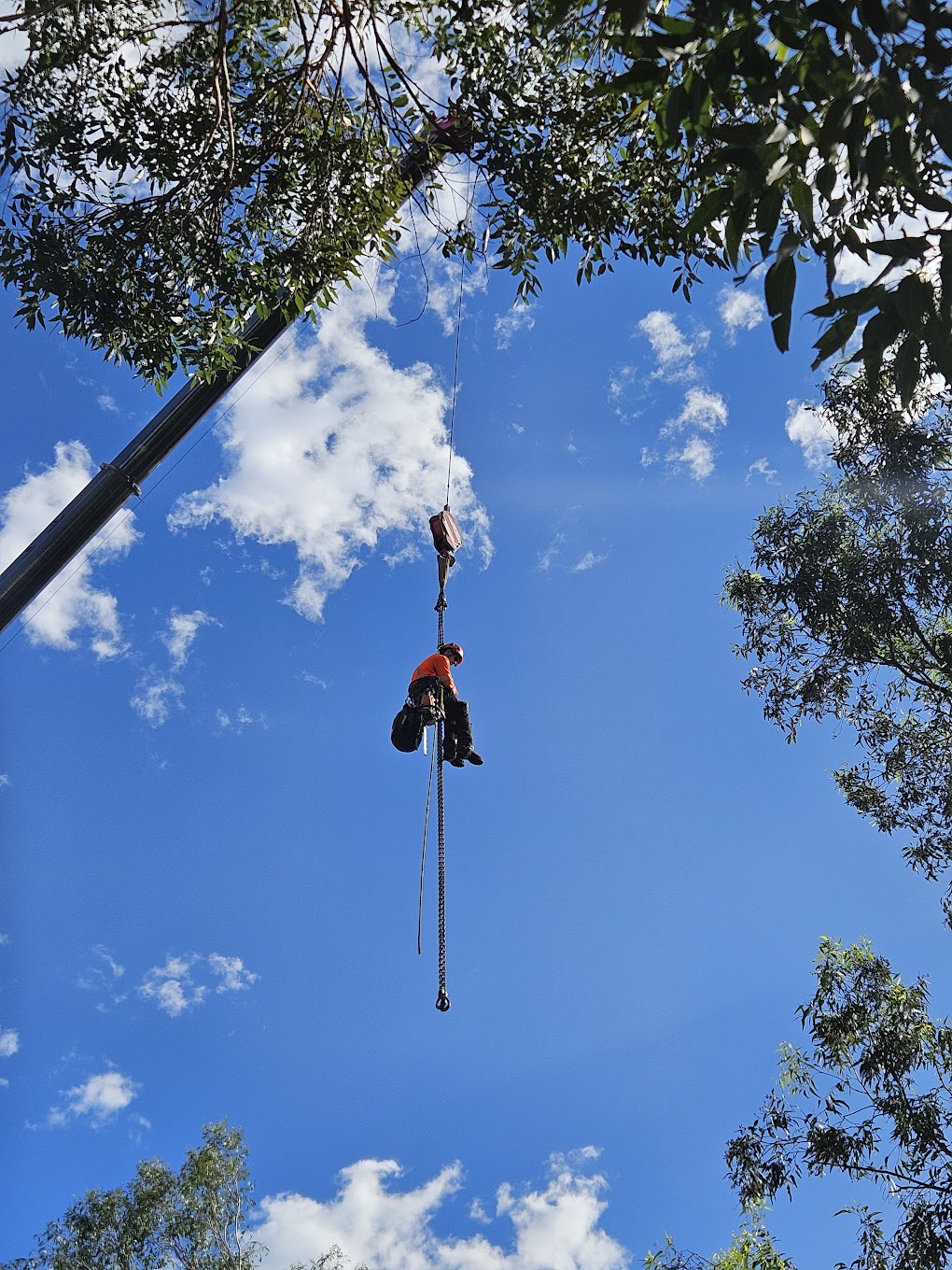 Large tree removal with crane, Sydney