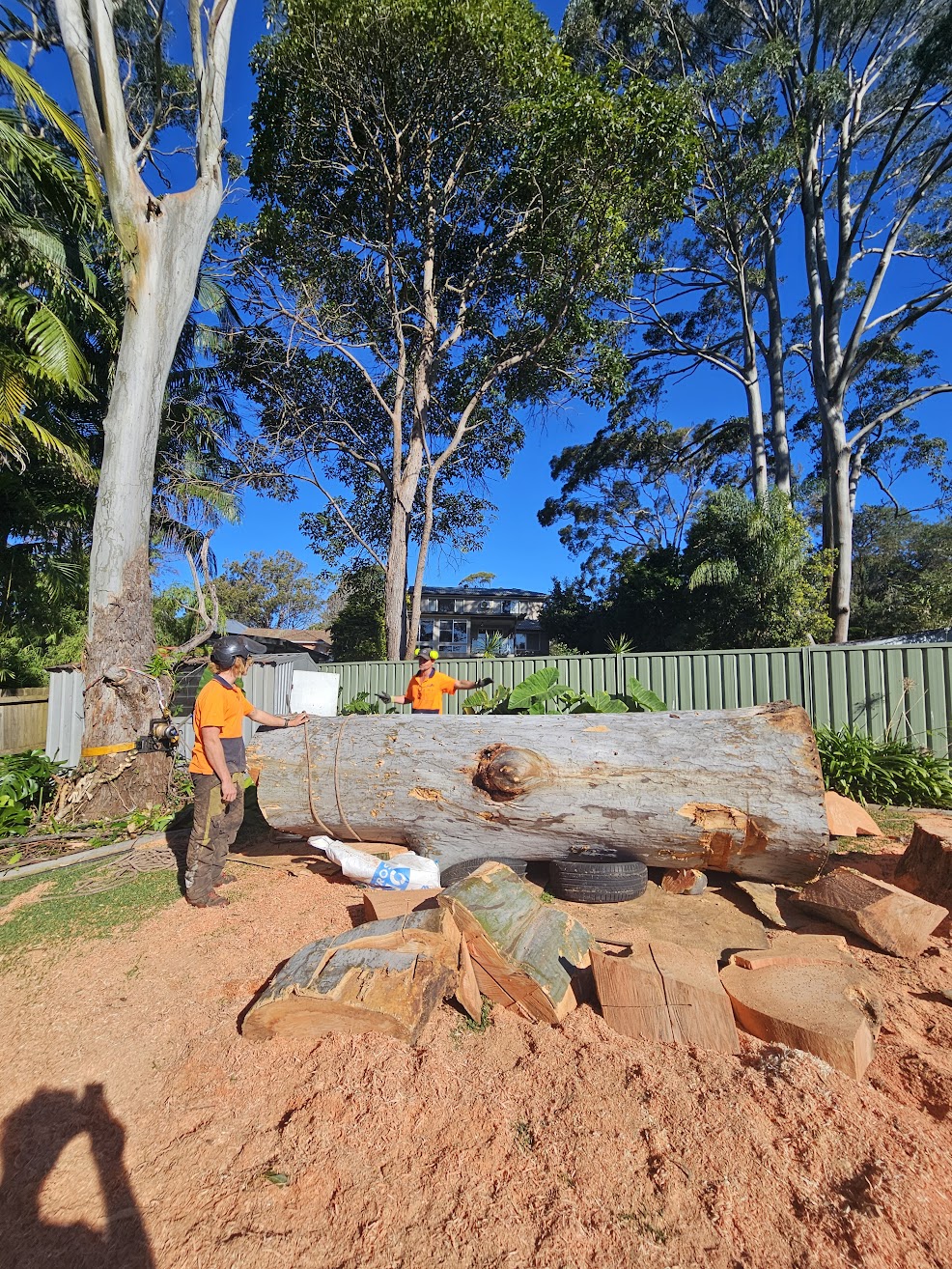 Large tree removal Northern Beaches Sydney