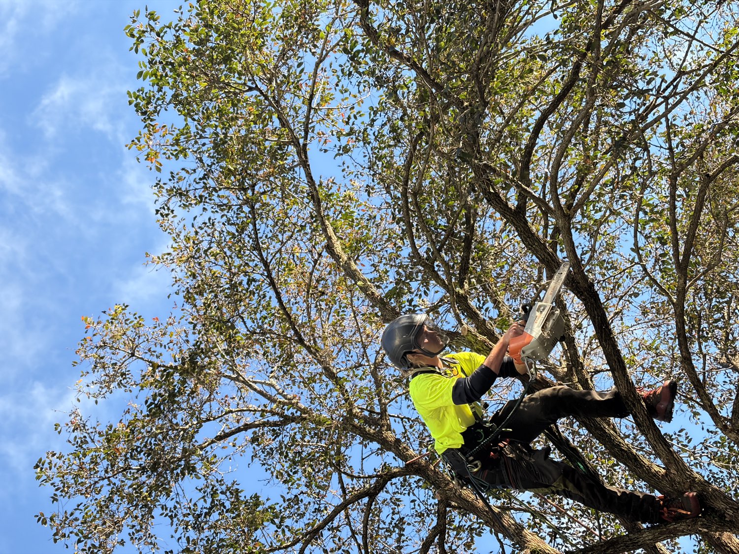 Qualified arborist pruning overhanging branches in a large Northern Beaches tree canopy — The Living Canopy