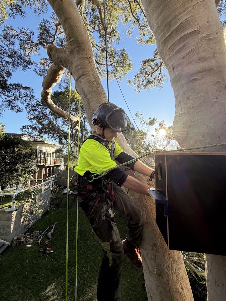 Arborist installing a nest box high in a large gum on an Avalon property