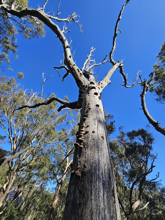 Northern Beaches arborist removing tree