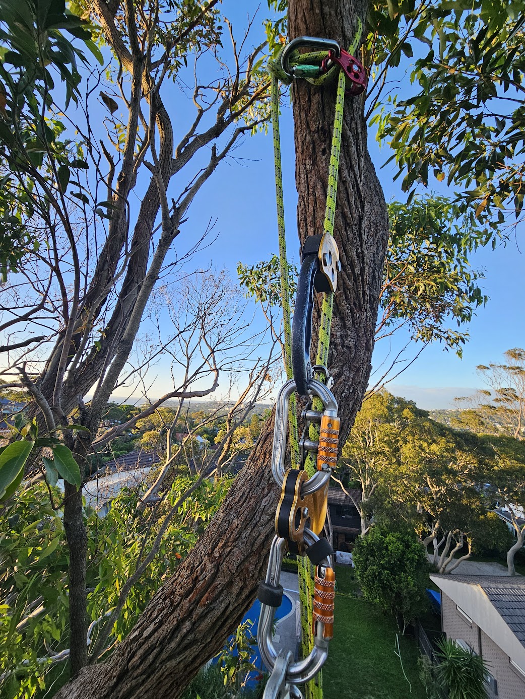Northern Beaches tree pruning