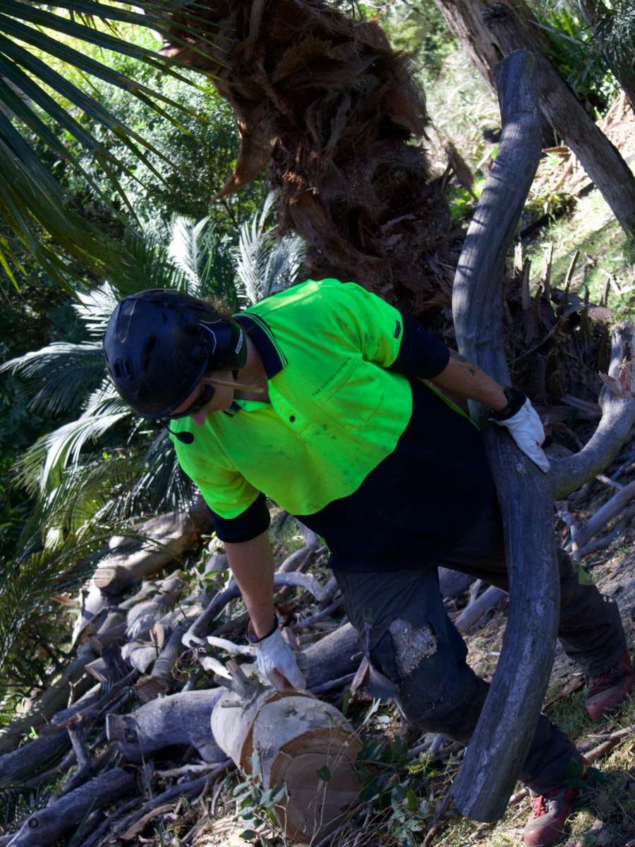 Crew member in a helmet and gloves cutting up palm trunk pieces and branches on a sloping garden bed