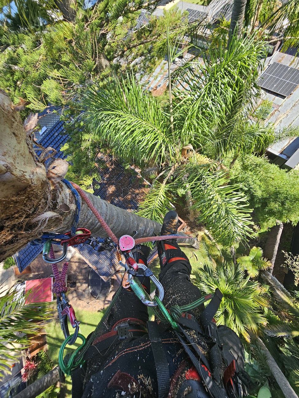 Palm pruning Narrabeen, Northern Beaches