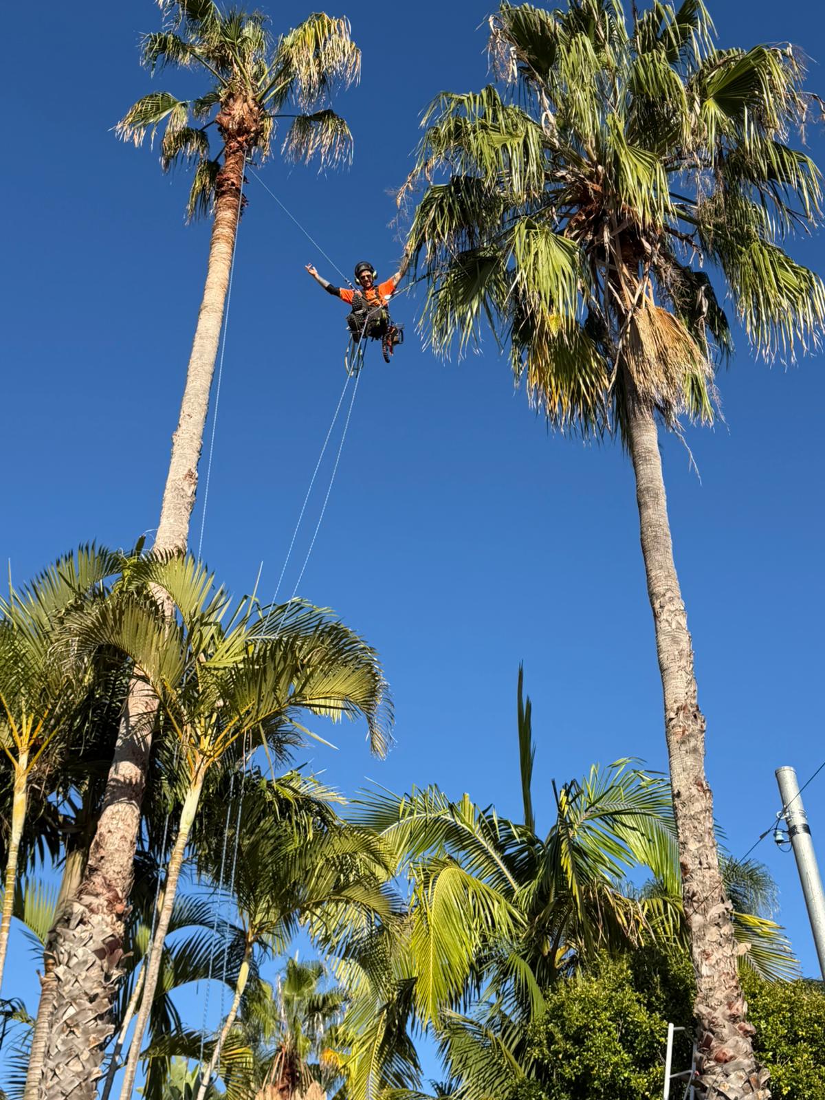 Palm pruning North Narrabeen