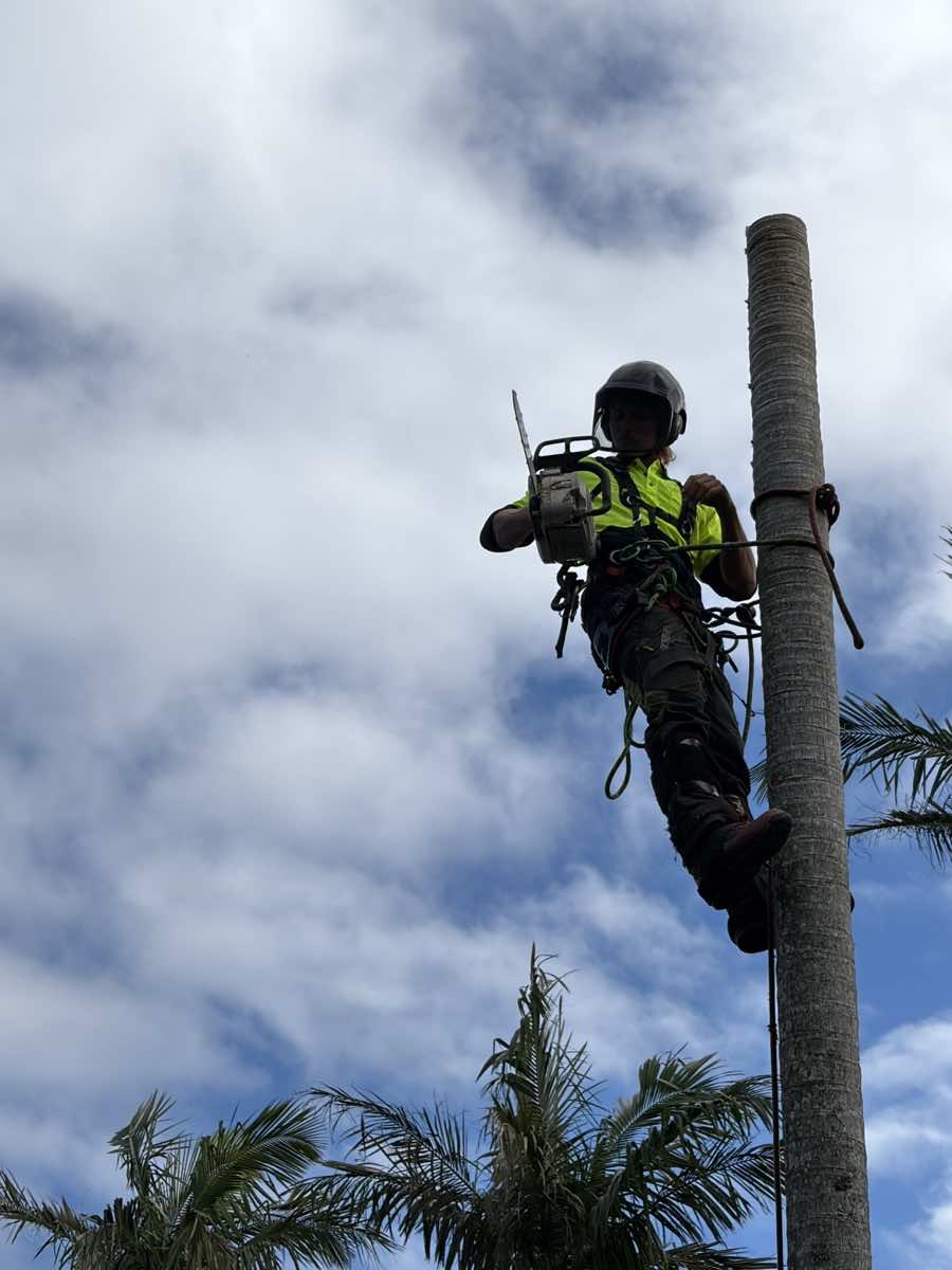 Arborist climbing a stripped palm trunk during a sectional palm removal in Collaroy