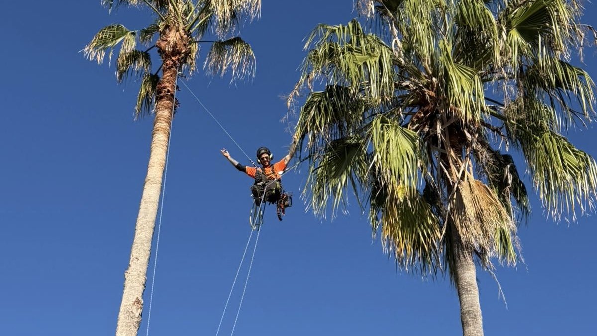 Palm tree pruning in Narrabeen, Northern Beaches