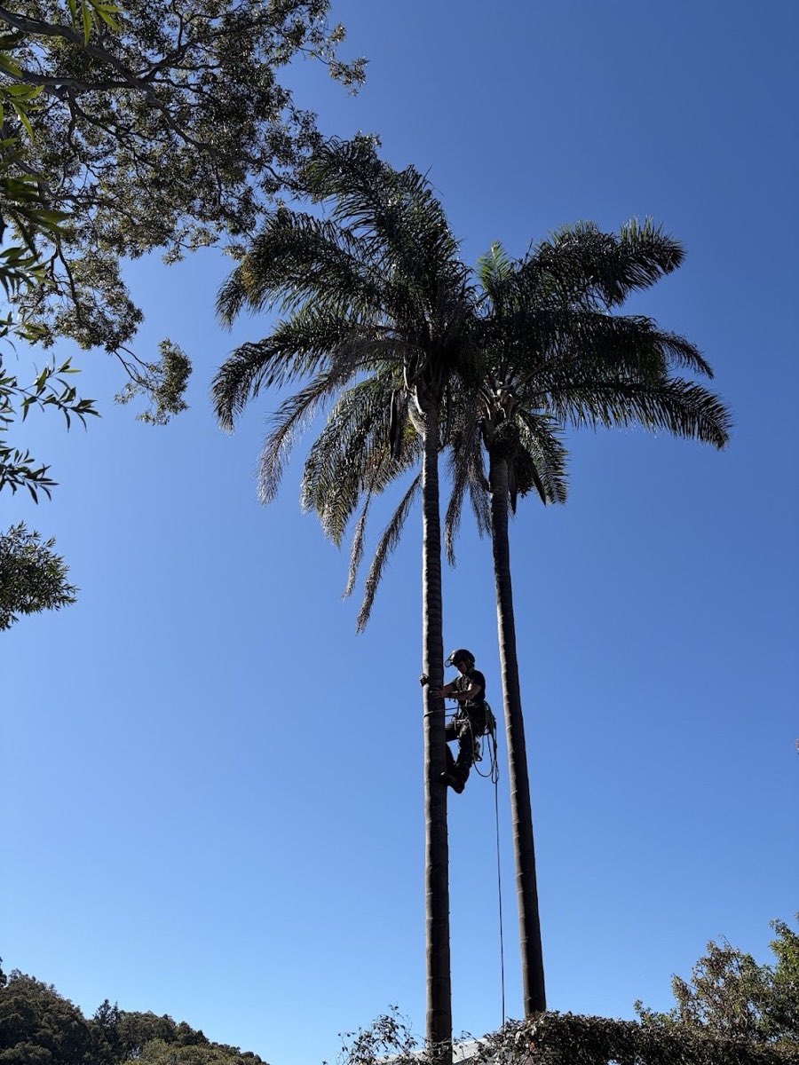 Arborist climbing a cocos palm to prune dead fronds in Newport