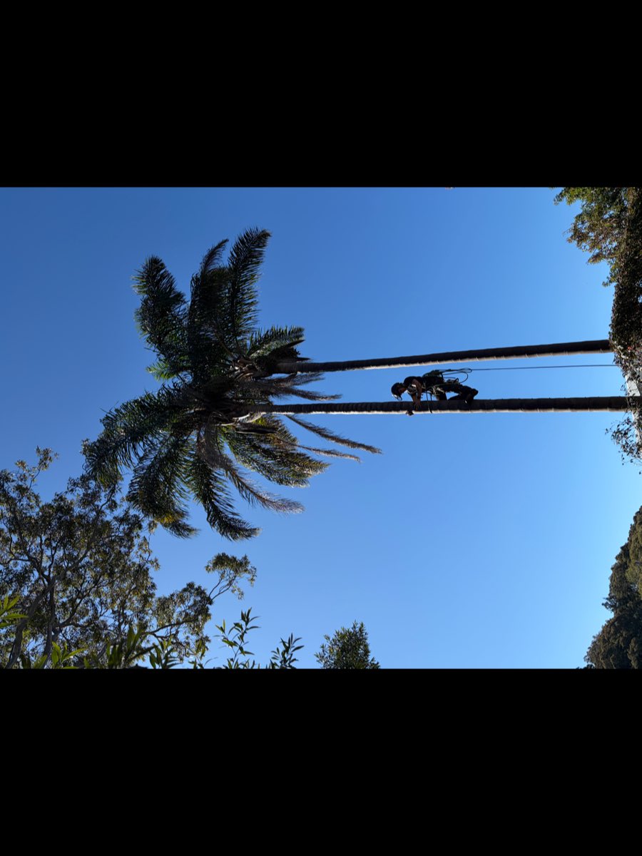 Arborist climbing a cocos palm to prune dead fronds in Newport