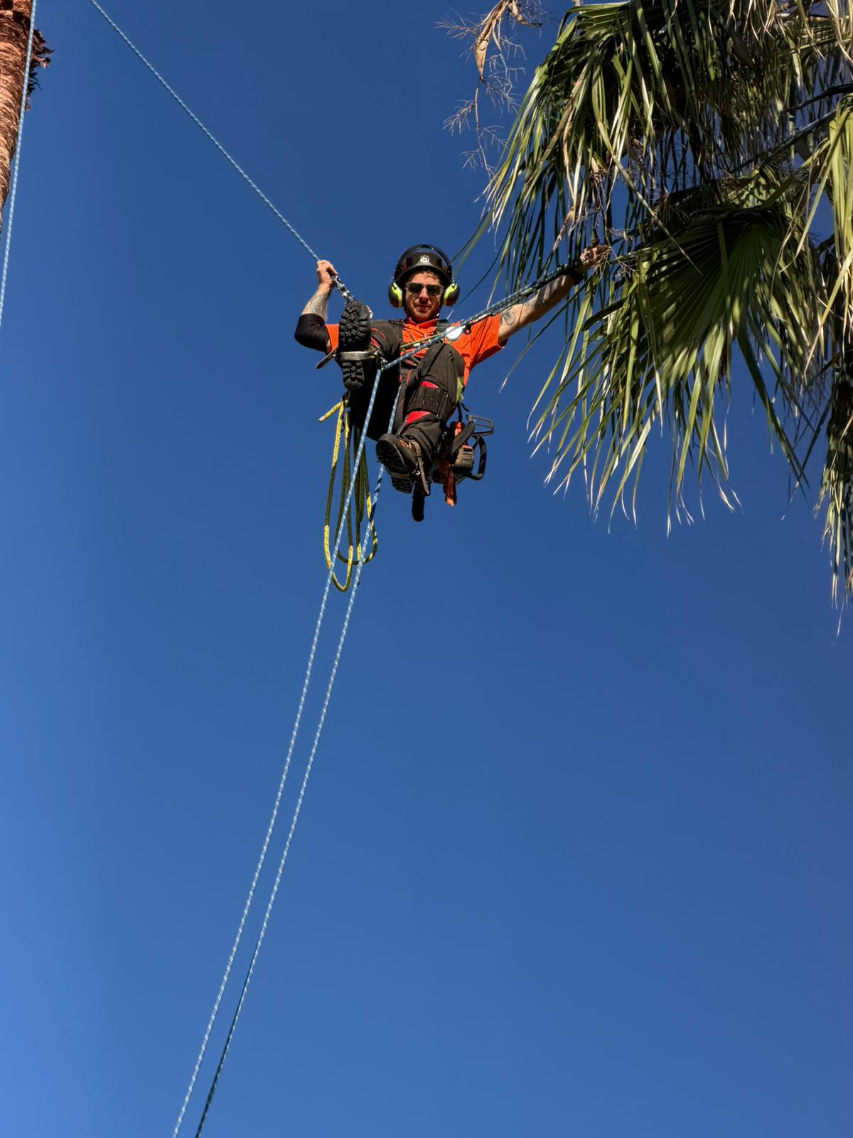 Palm tree pruning service Northern Beaches
