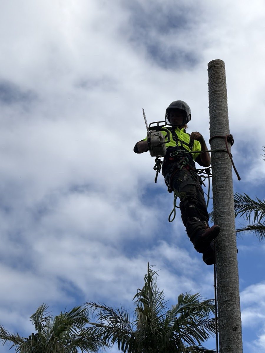 Arborist sectionally removing a tall palm in Narrabeen