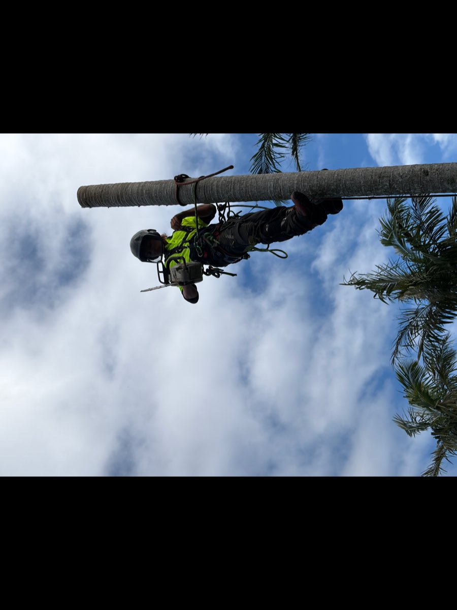 Arborist sectionally removing a tall palm in Narrabeen