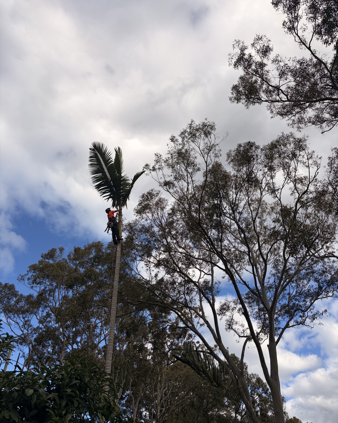 Palm tree removal, Northern Beaches