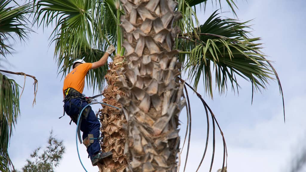 Palm tree pruning Northern Beaches