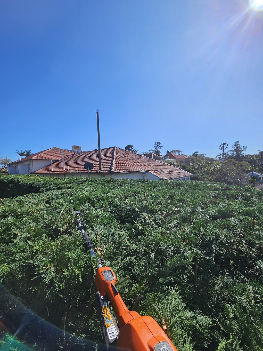 Professional hedge trimming Sydney