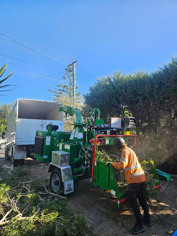 Professional tree removal on the Northern Beaches