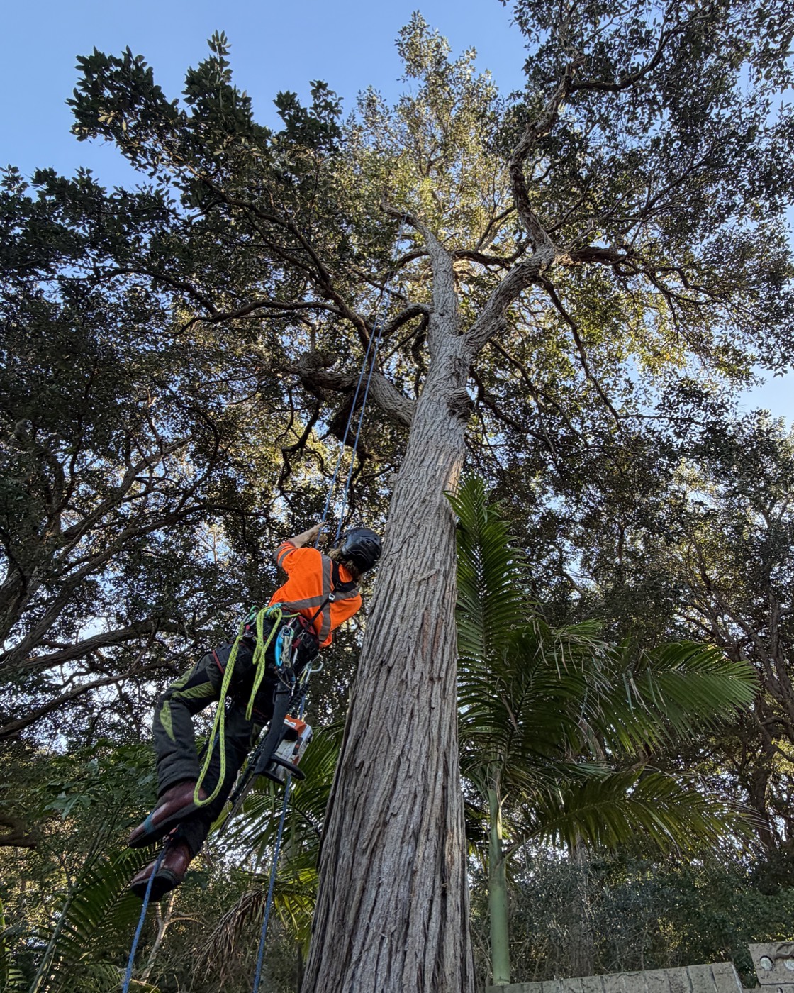 Qualified arborist tree climbing Sydney Northern Beaches