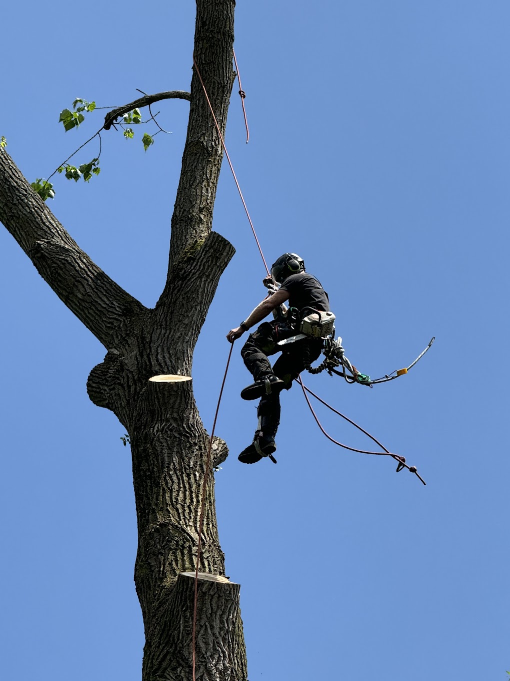 Safe tree removal near house Northern Beaches