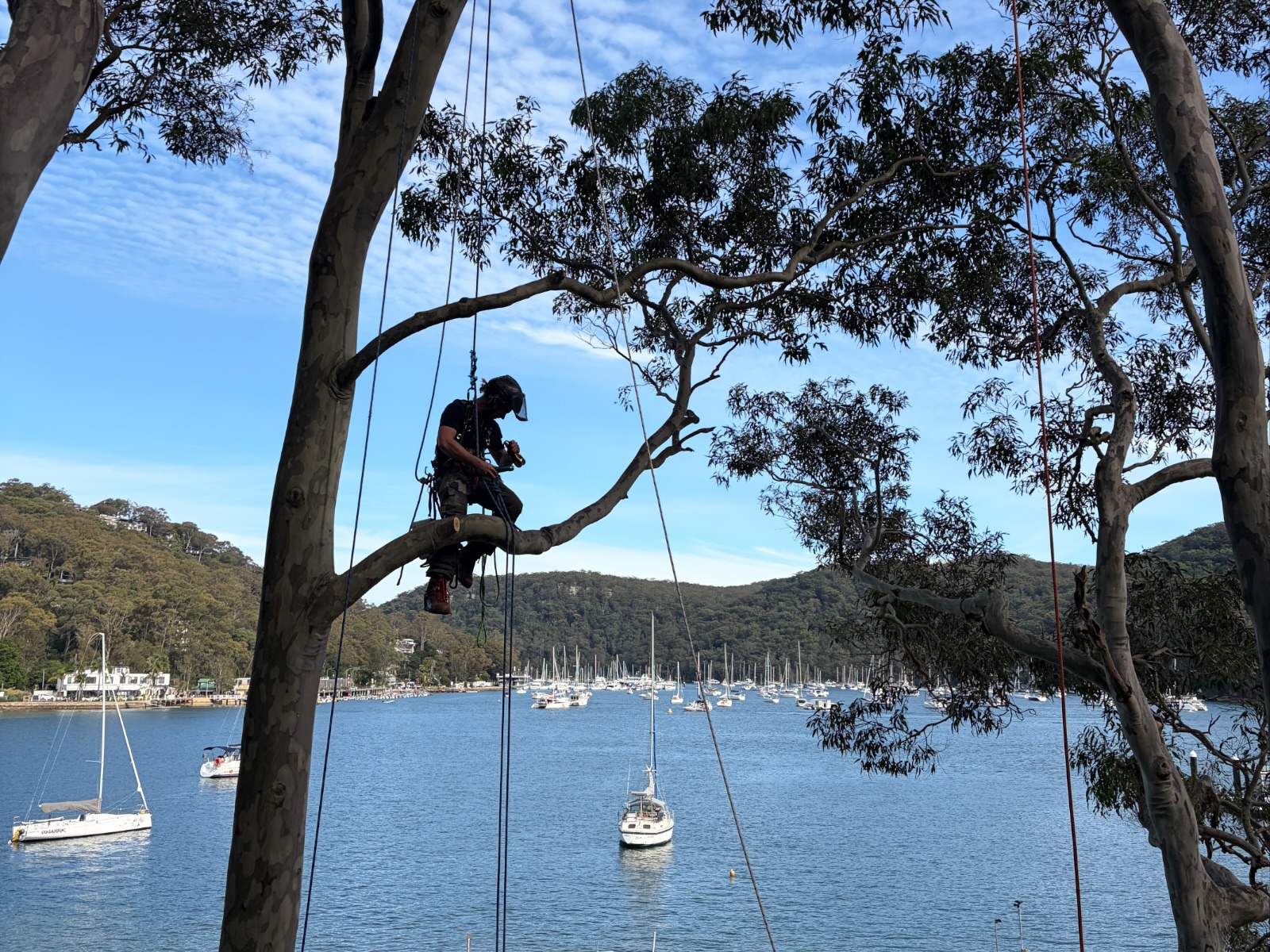 The Living Canopy arborist pruning a spotted gum on Scotland Island with Pittwater and moored yachts behind