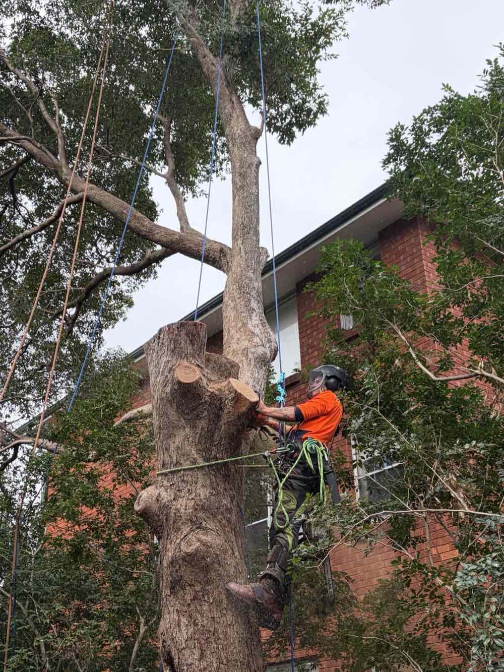 Arborist in orange hi-vis roped into a large gum, cutting the trunk in sections beside a red-brick apartment block