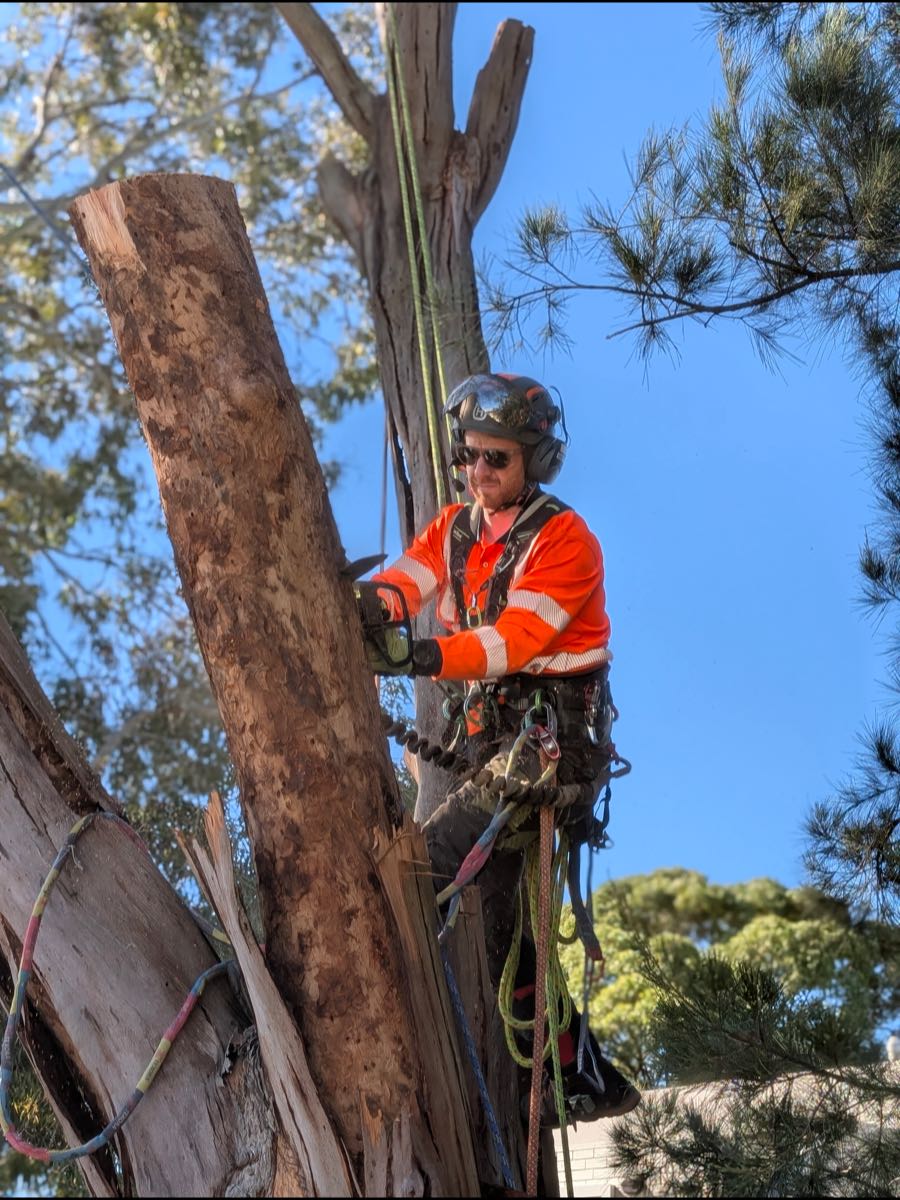 Climber in orange hi-vis cutting the top section off a bare trunk against a blue sky