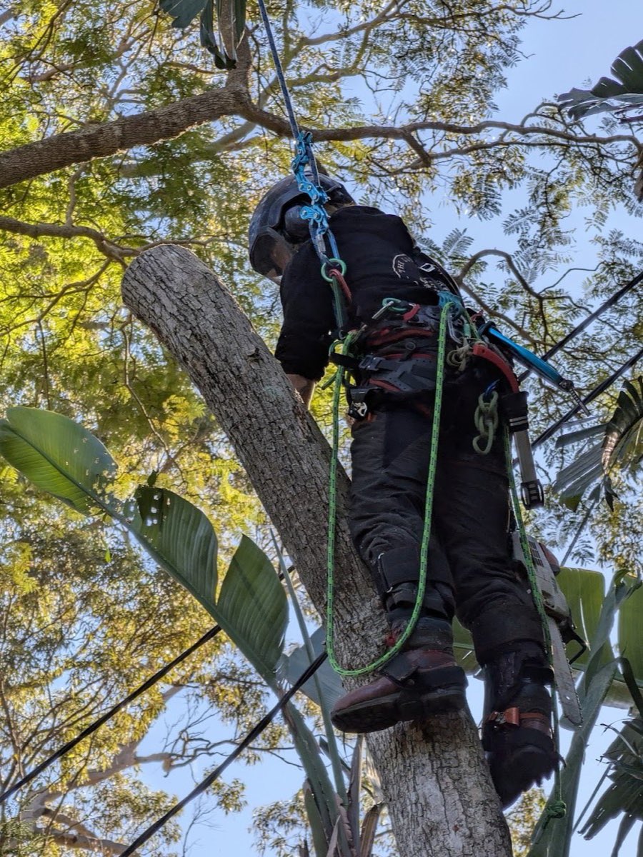 Arborist rigging and sectionally dismantling a tree in a Newport backyard