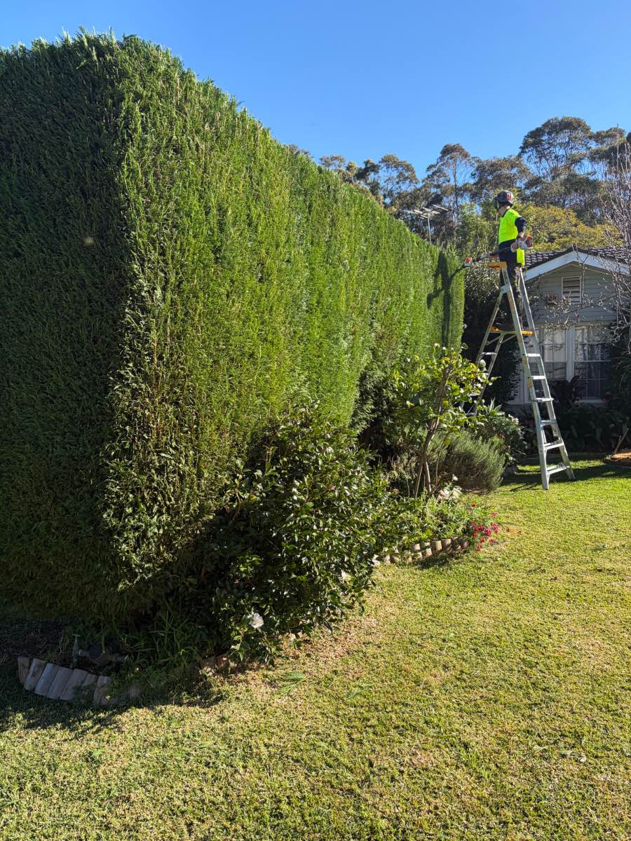 Worker on a tall stepladder trimming the top of a dense conifer hedge beside a lawn