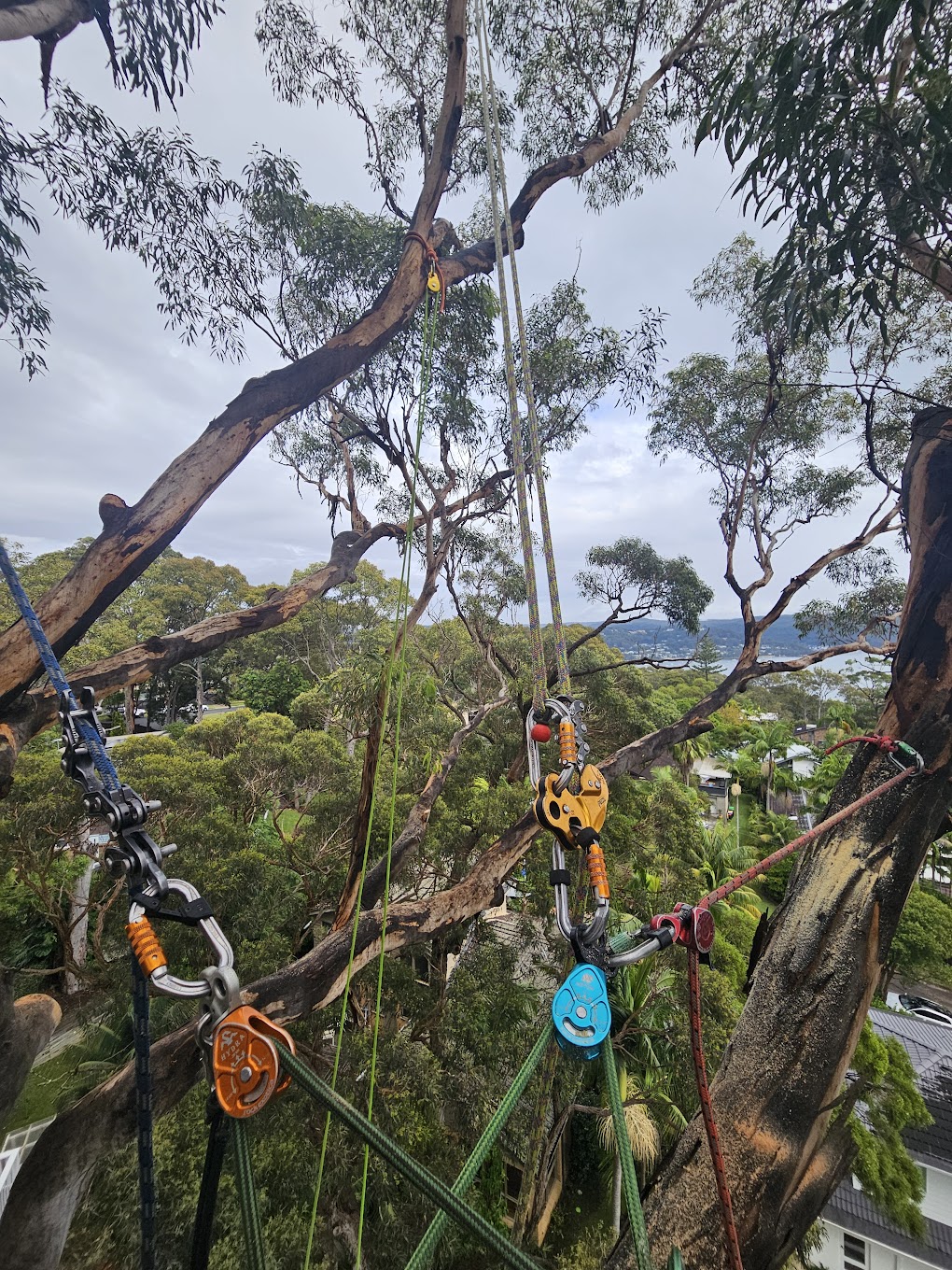Technical tree rigging Northern Beaches