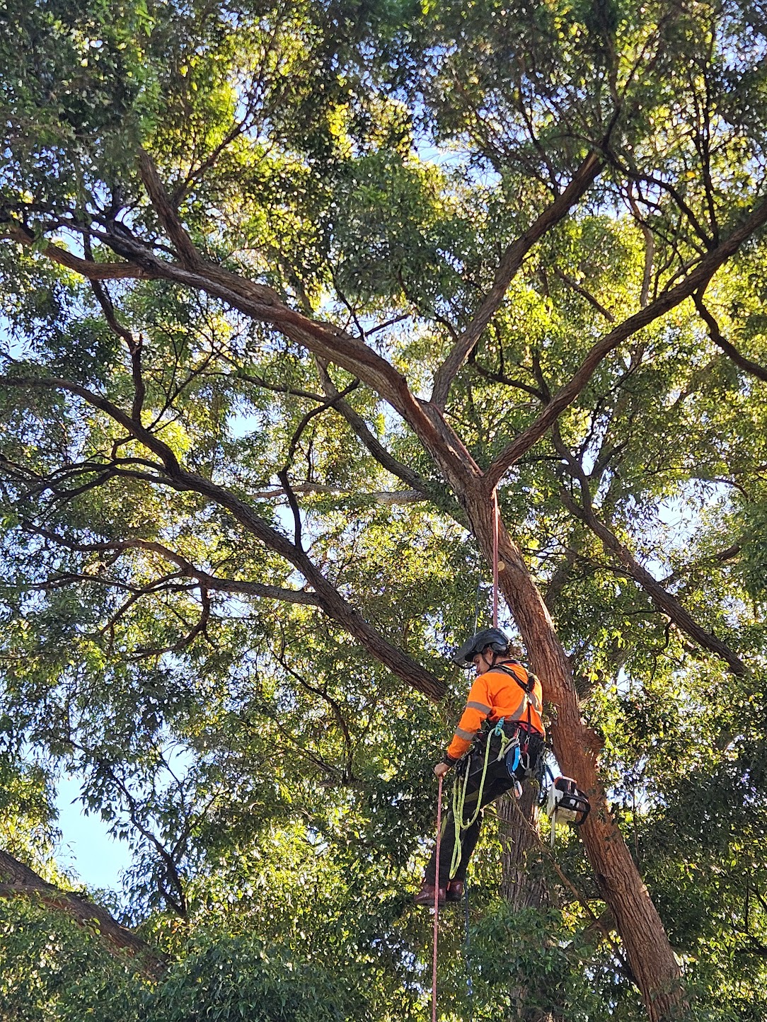The Living Canopy arborist tree climbing