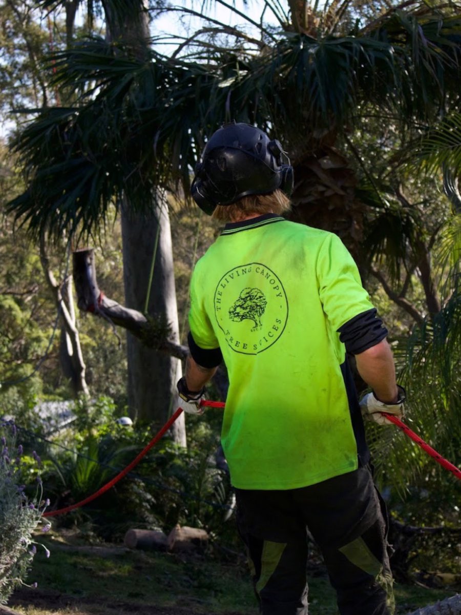 The Living Canopy groundie on the rigging line during a Narrabeen tree removal