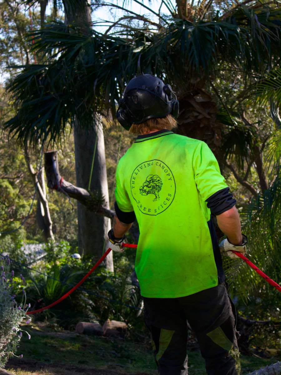 The Living Canopy groundie on the rigging line during a Narrabeen tree removal