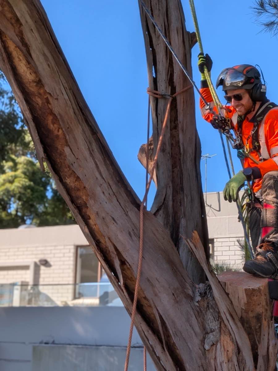 Smiling climber in helmet and orange hi-vis roped onto a cut stem of a large gum, with houses close behind