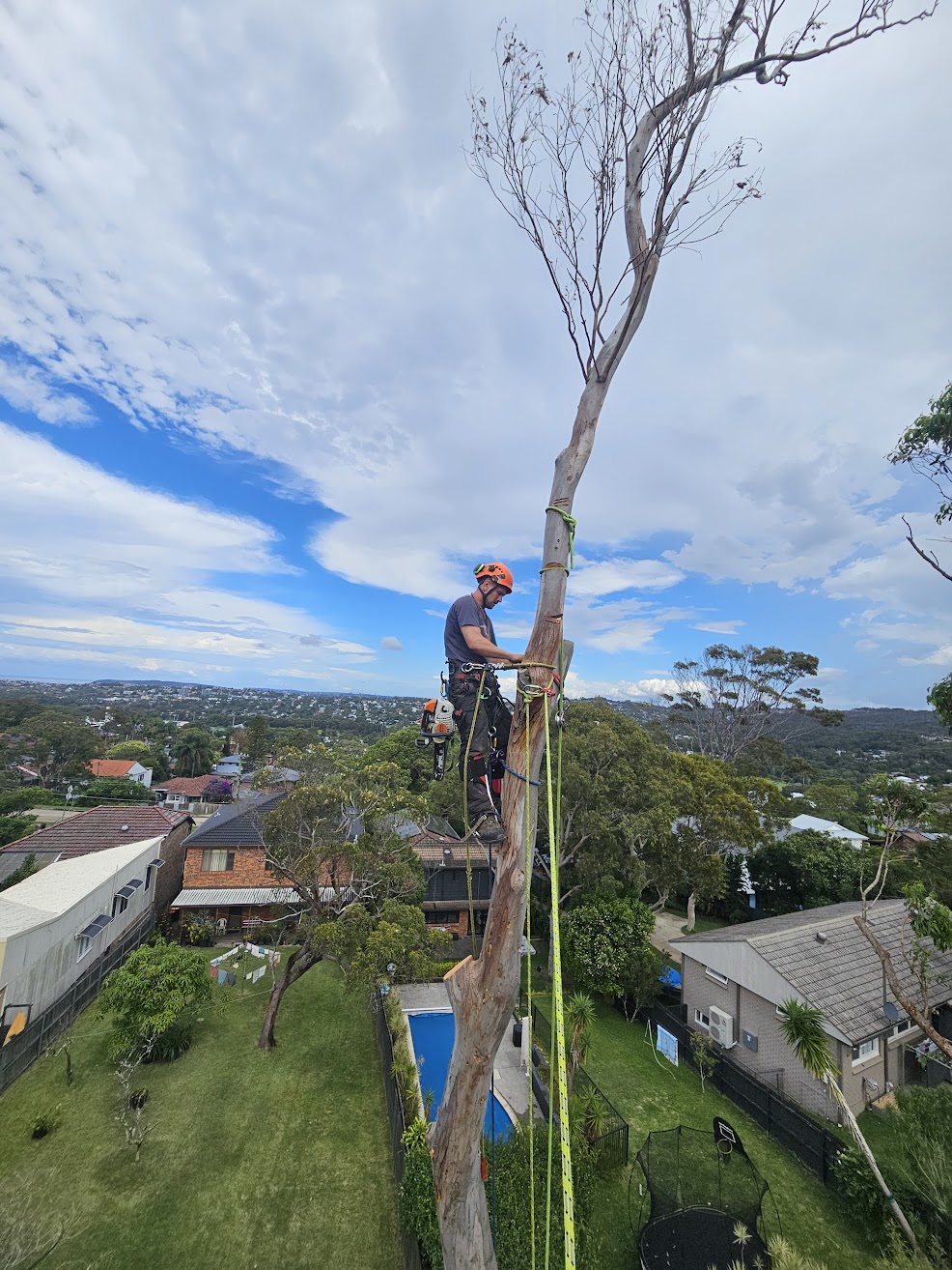 Tight access tree removal Northern Beaches