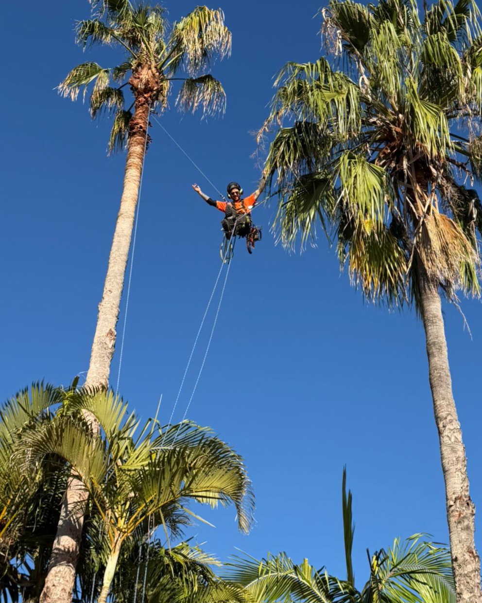 The Living Canopy palm pruning Northern Beaches